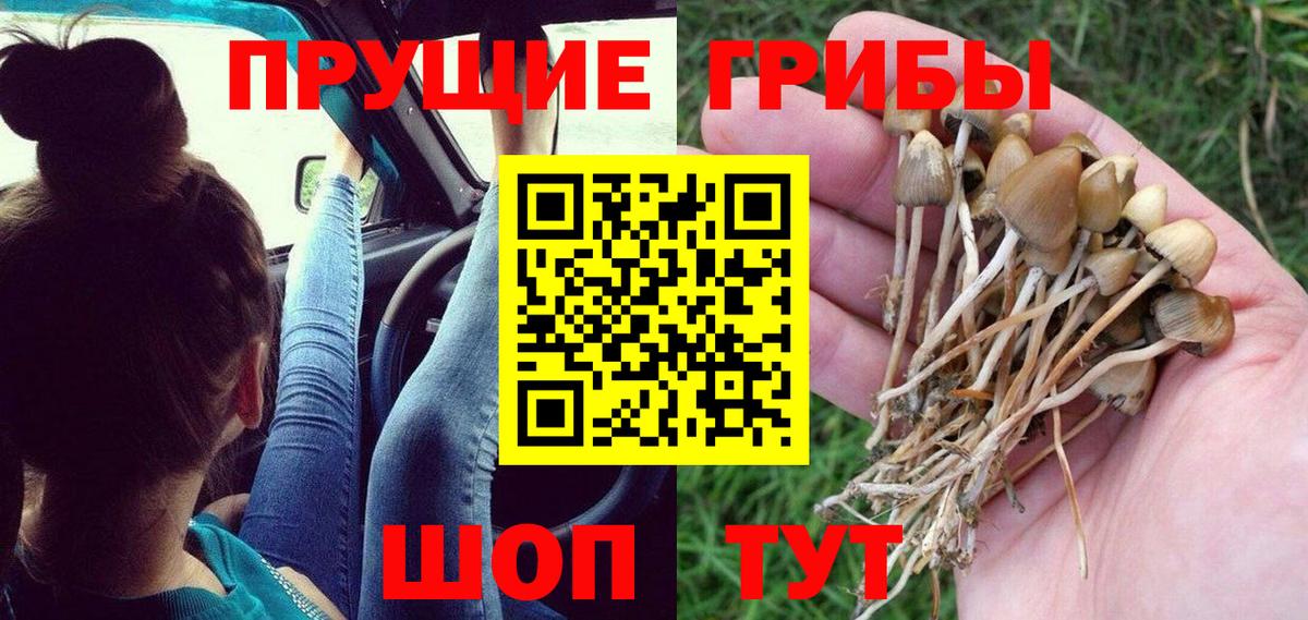 где купить наркотик  Галлюциногенные грибы Psilocybe  Иваново  Галлюциногенные грибы мицелий 